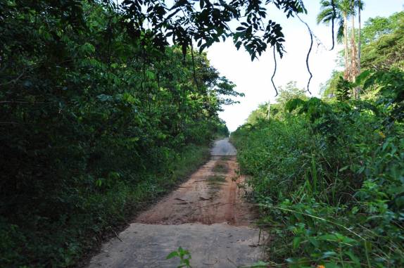 Aos poucos, a BR-319, a rodovia que liga Manaus à Porto Velho, vai ficando mais e mais estreita